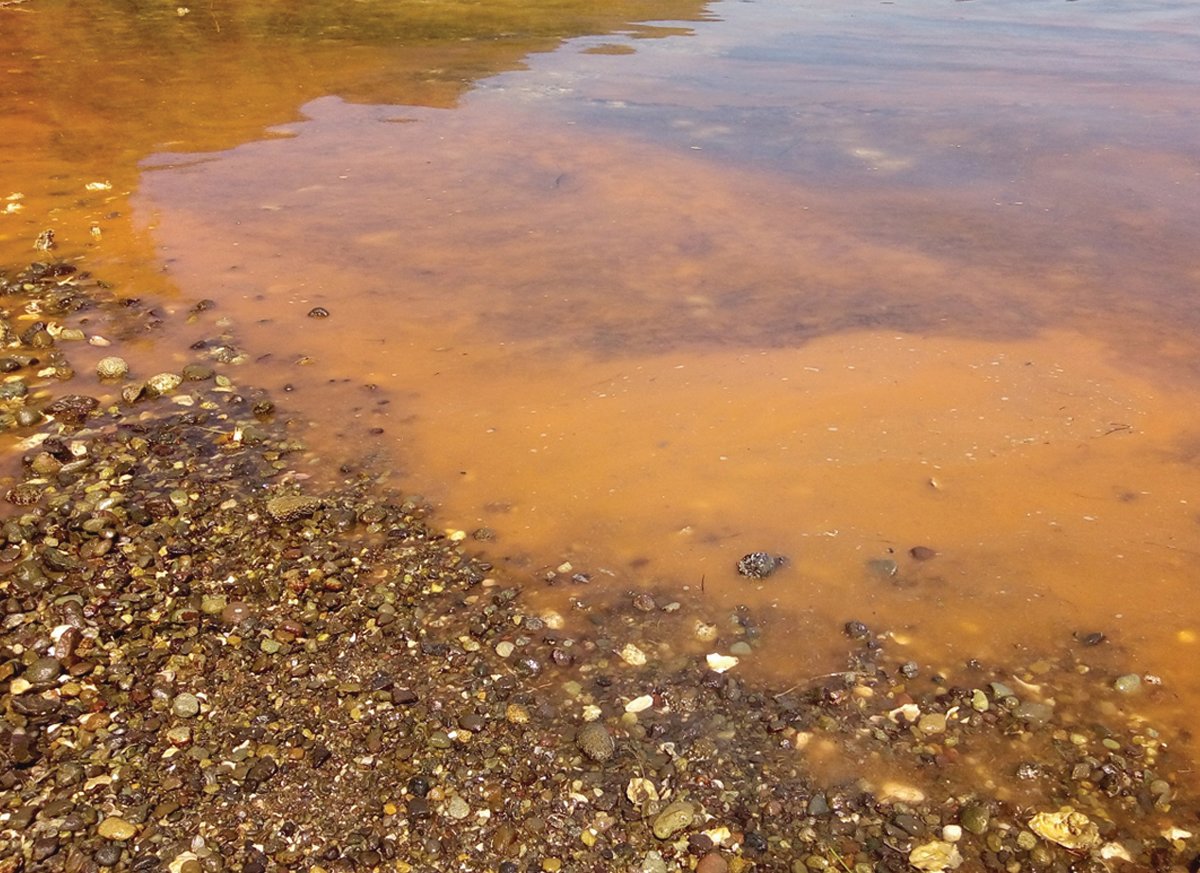 An algae bloom of the marine phytoplankton Noctiluca scintillans in Dabob Bay is not toxic, Jefferson County Public Health said Friday.